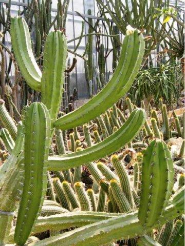 Myrtillocactus_schenckii